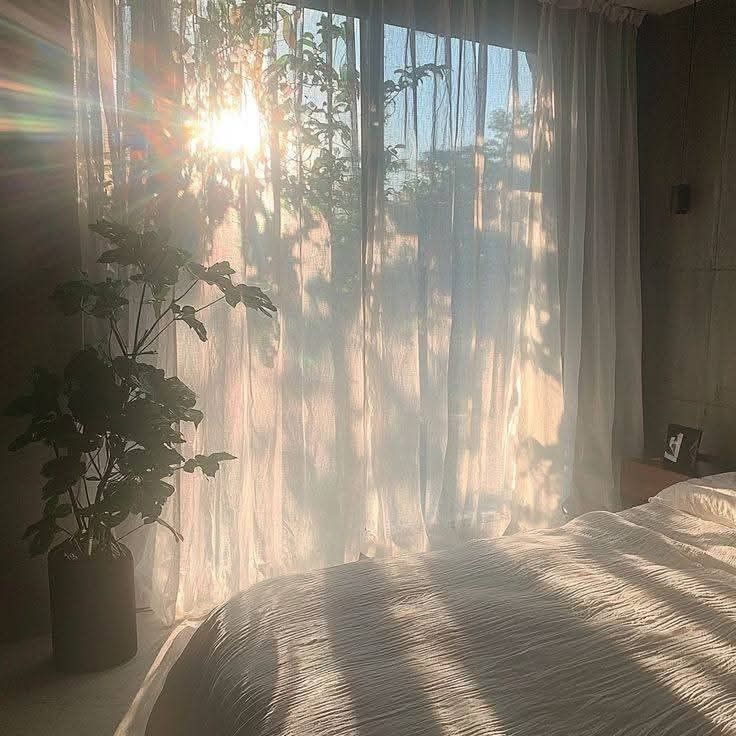 Sunlight filtering through sheer curtain in cozy bedroom with indoor plant