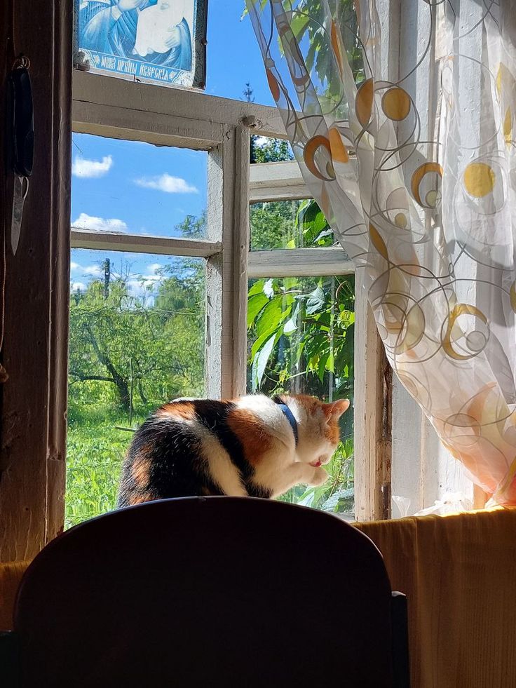 cat proof curtains with a relaxed cat nearby in a cozy living room