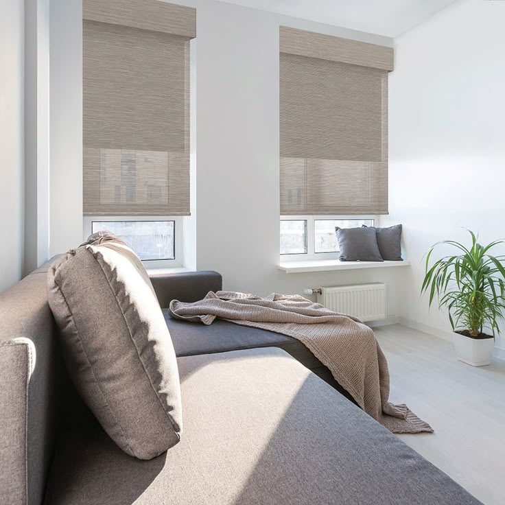 Modern living room with neutral blackout roller shades, gray sofa, and potted plant