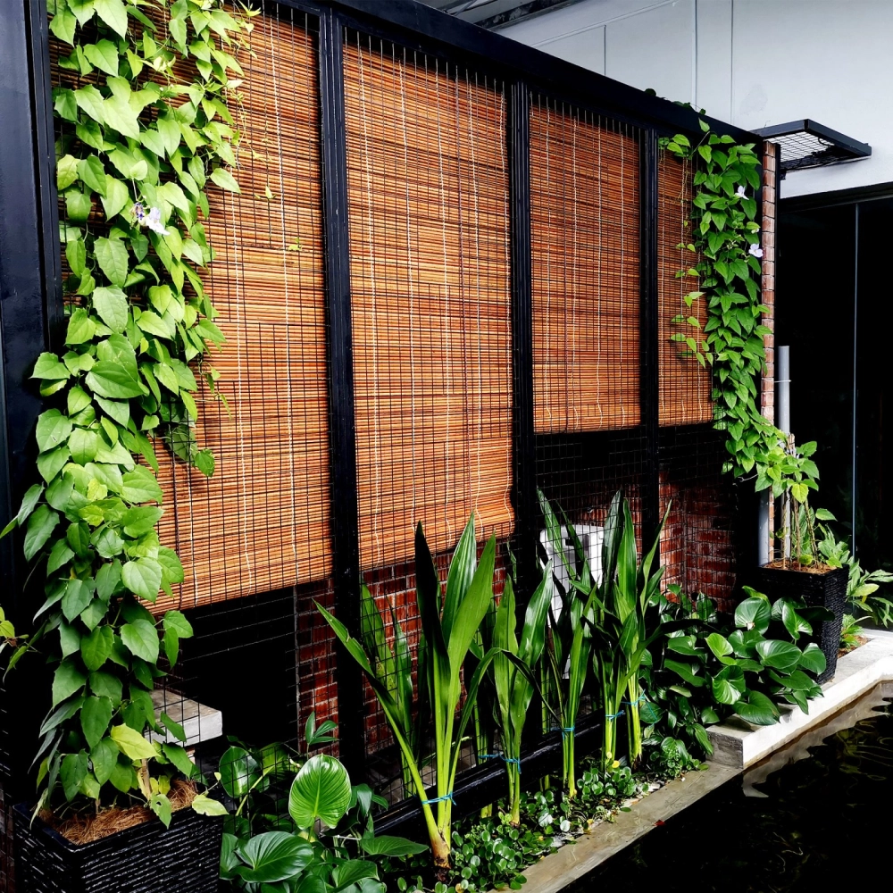 Outdoor bamboo blinds on patio window with green climbing plants and potted foliage